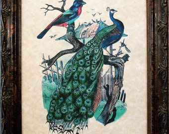 Peacock and Bird Art Print on Parchment Paper