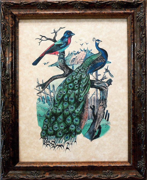 Peacock and Bird Art Print on Parchment Paper