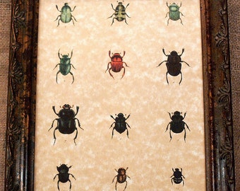 Study of Beetles Art Print on Parchment Paper