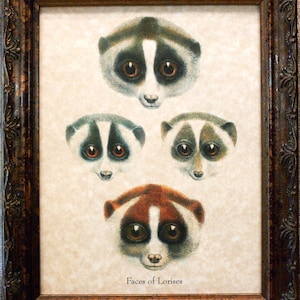 Faces of Lorises Art Print from 1904 on Parchment Paper