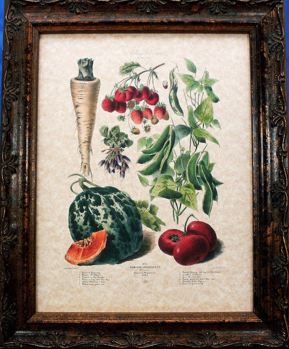 Vegetable Art No.30 from 1879 Art Print on Parchment Paper
