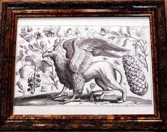 Griffin Line Art from the 1600's Art Print on Drawing Paper