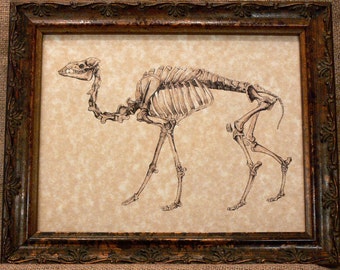 Camel Skelton Art Print on Parchment Paper