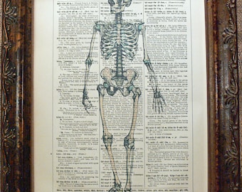 Human Skeleton Art Print from 1894 on Encyclopedic Dictionary Book Page from 1896