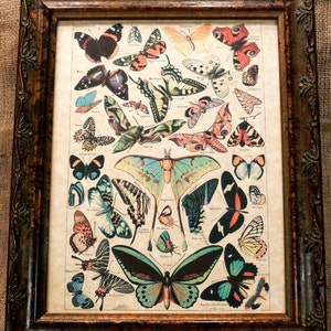 Study of Butterflies Art Print from 1907 on Parchment Paper