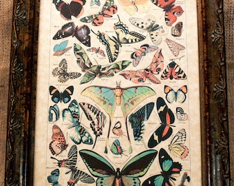 Study of Butterflies Art Print from 1907 on Parchment Paper