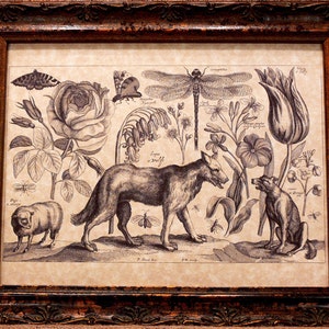 Wolf-Dog-Sheep Line Art from 1600&#39;s Art Print on Parchment Paper