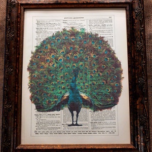 Peacock Art from 1910 Art Print on Encyclopedic Dictionary Book Page from 1896