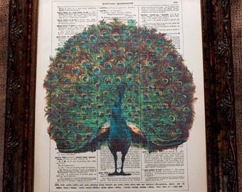 Peacock Art from 1910 Art Print on Encyclopedic Dictionary Book Page from 1896