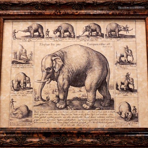 Trained Elephant Line Art from 1629 Art Print on Parchment Paper
