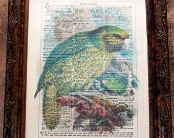 New Zealand Kakapo Art Print from 1888 on Encyclopedic Dictionary Book Page from 1896