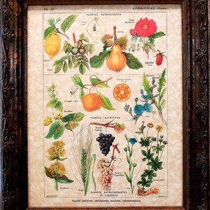 Types of Aperitives Art Print from 1912 on Parchment Paper