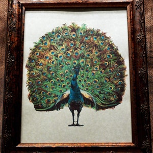 Peacock Art from 1910 Art Print on Your Choice of 2 Parchment Papers image 2