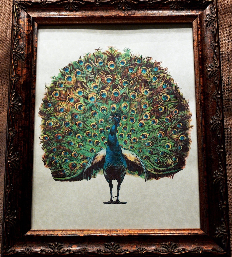 Peacock Art from 1910 Art Print on Your Choice of 2 Parchment Papers image 2