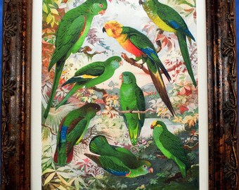 Parakeets of the Amazon from 1902 Art Print on Ivory Cotton Paper