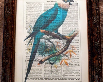 Brazilian Spix's Macaw Art Print from 1878 on Encyclopedic Dictionary Book Page from 1896