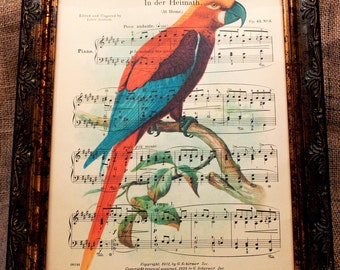 Jamaican Red Macaw Art Print from 1907 on Antique Music Book Page