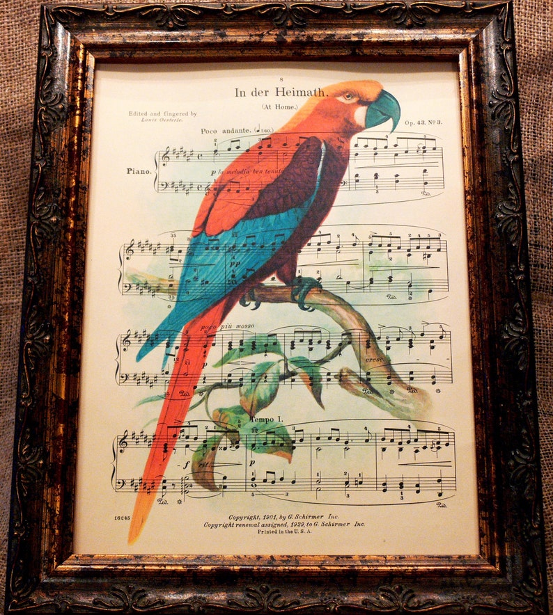 Jamaican Red Macaw Art Print from 1907 on Antique Music Book Page image 1