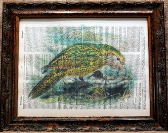 New Zealand Kakapo Art Print on Vintage Dictionary Book Page