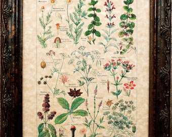 Tipos de impresión de arte estimulante digestivo las plantas a partir de 1912 en pergamino