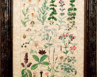 Types of Digestive-Stimulant Plants Art Print from 1912 on Parchment Paper