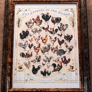 Poultry of the World Chart from 1868 Art Print on Drawing Paper