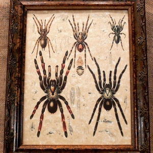 Study of Arachnids Art Print on Parchment Paper