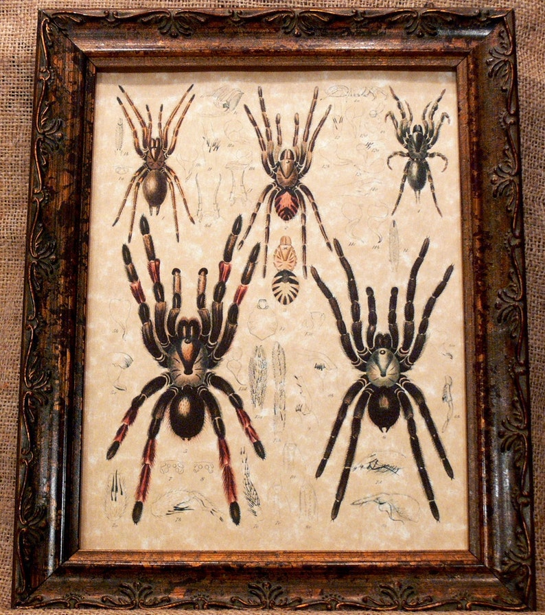 Study of Arachnids Art Print on Parchment Paper image 1