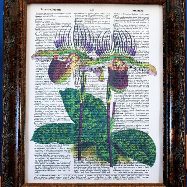 Lawrence's Paphiopedilum Orchid Art Print from 1882 on Vintage Dictionary Book Page