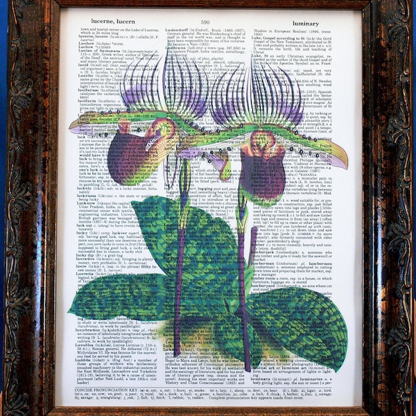 Lawrence's Paphiopedilum Orchid Art Print from 1882 on Vintage Dictionary Book Page