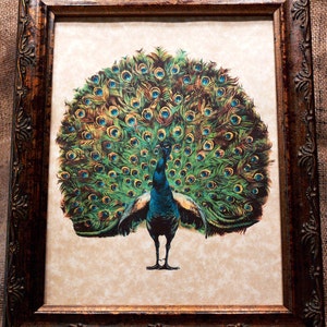 Peacock Art from 1910 Art Print on Your Choice of 2 Parchment Papers image 1