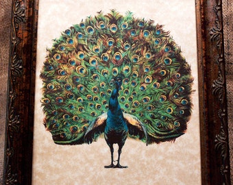 Peacock Art from 1910 Art Print on Your Choice of 2 Parchment Papers