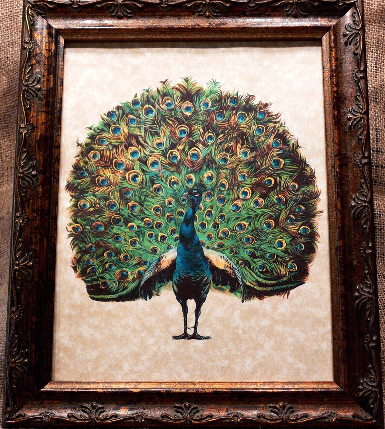 Peacock Art from 1910 Art Print on Your Choice of 2 Parchment Papers image 1