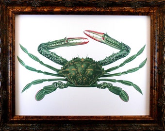 Green Crab Art Print from 1873 on Bristol Art Paper