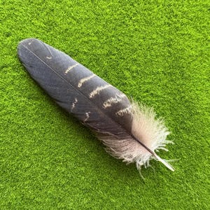 May include: A single feather with a dark blue-grey shaft and white and tan markings. The base of the feather transitions to a soft, fluffy, light pink and white. The feather is set against a bright green background.