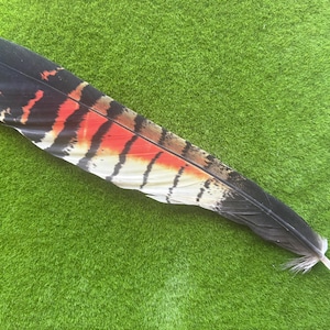 May include: A large, elongated bird feather featuring a striking pattern of black, vibrant orange, and white horizontal stripes. The quill is visible at the base, and the feather displays a smooth, tapered shape with distinct colour transitions.