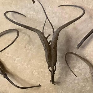 May include: Close-up of dried, brown seed pods and stems. The pods have a unique, elongated shape with curved tips, and are arranged on a light-colored surface. The image highlights the natural textures and forms of the dried plant material.