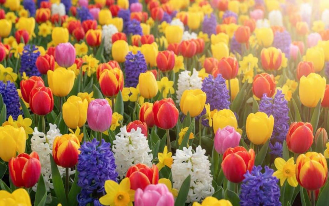 Premium Poster – A Sea of Color: Mix of Dutch Spring Flowers - Etsy