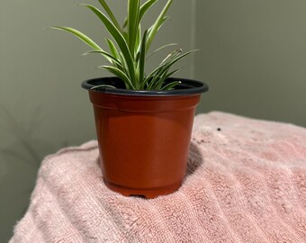 Spider Plant (Chlorophytum Comosum)
