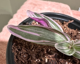 Tradescantia Plant: Hardy, Low-Maintenance Houseplant, Ground Cover (2-3 inches)
