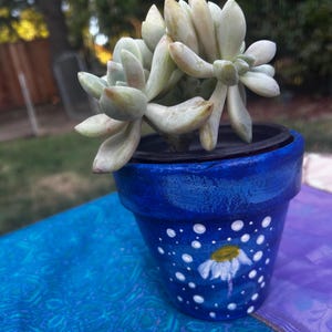 May include: A potted succulent plant with pale green leaves. The plant sits in a hand-painted blue ceramic pot decorated with white dots and a daisy. The pot is on a blue and purple patterned surface.