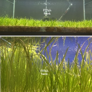 May include: A rectangular aquarium filled with green aquatic plants. The plants are densely packed, creating a lush, underwater environment. The text "filllsh tank" is visible in the image.
