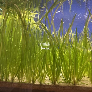 May include: A lush aquarium scene featuring vibrant green aquatic plants. The plants have long, slender leaves and are planted in a sandy substrate. The text "f1111sh tank" is visible in the image. The background is a gradient of blue.