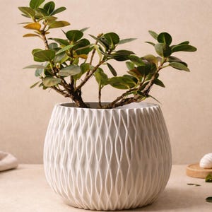 Può includere: Un vaso di ceramica bianca con un motivo geometrico strutturato, contenente una piccola pianta a foglie. La pianta ha foglie verdi e steli marroni. Il vaso è su una superficie chiara.
