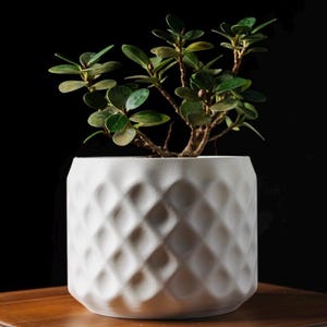 May include: A white ceramic planter with a geometric diamond pattern holds a small green plant with multiple stems and small, round leaves. The planter sits on a wooden surface against a black background.
