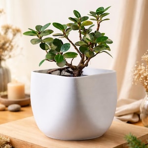 May include: A small, green-leafed plant in a white, square-shaped pot. The plant has a brown trunk and branches, and the pot sits on a wooden surface. The background includes a beige curtain and other decorative elements.