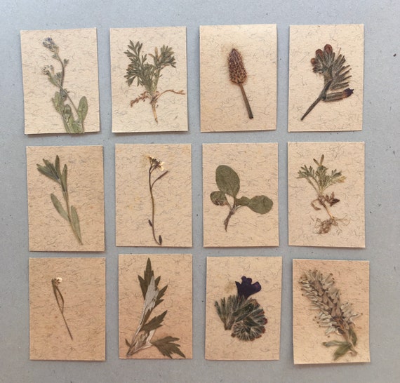 puppenhaus miniatur herbarium echte gepresste pflanze album etsy