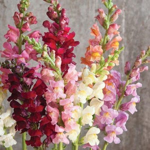 Peut inclure: Un bouquet vibrant de fleurs de muflier aux couleurs variées, notamment rose, rouge, jaune et violet. Les fleurs sont disposées avec des tiges vertes sur un fond gris neutre, mettant en valeur leurs pétales délicats et leur forme unique.