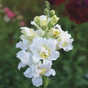 May include: A close-up of a white snapdragon flower with multiple blooms. The petals are ruffled and layered, with a hint of yellow at the centre. Green buds and stem are visible against a blurred green background.