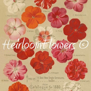 May include: A vintage illustration of 13 different types of geraniums, each with a unique name and colour. The illustration is from a catalogue for 1880 from Peter Henderson & Co. in New York.